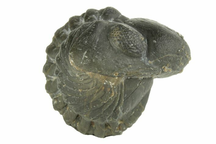 Enrolled, Reedops Trilobite - Atchana, Morocco #252748